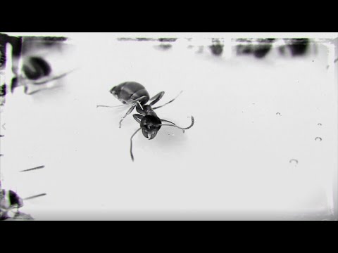 Παράξενος - Άλλη μια μέρα (Official Video) Prod: Billa Qause