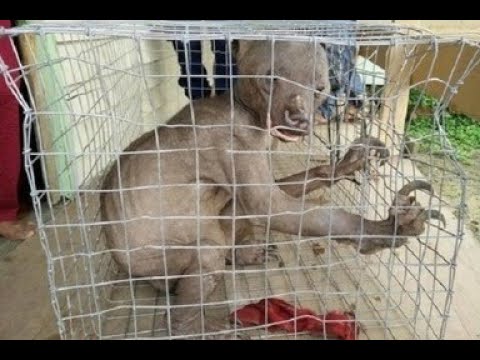 Жители индонезийской деревни думали, что поймали чупакабру, но их ждал сюрприз
