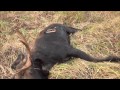 Gutless Method Moose Harvesting Moose Moosehunting Howto