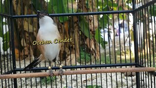 Download lagu CENDET APAPUN YANG STRESS AKAN NYAUT APALAGI MASTERAN CENDET PASTI BAKAL NARUNG DIJAMIN mp3