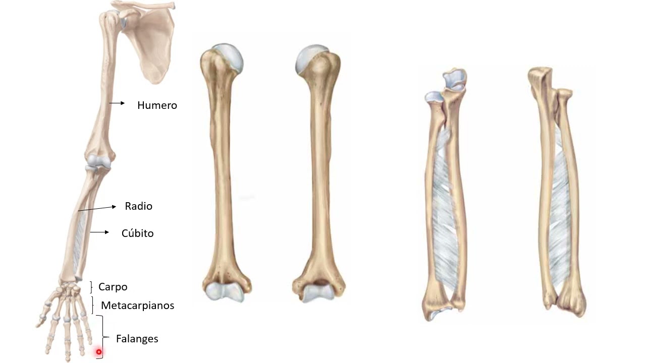 Esqueleto parte 3 sec