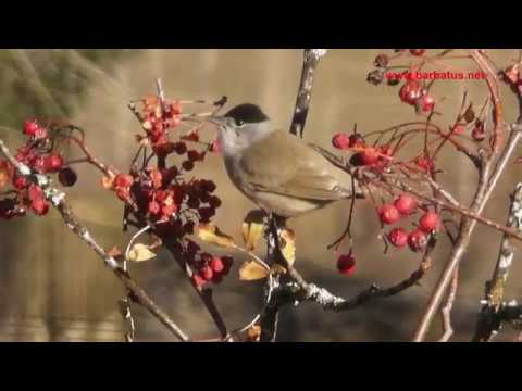 Curruca capirotada ( Sylvia atricapilla ) Blackcap