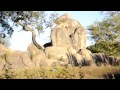 Disney World Animal Kingdom Kilimanjaro Safari Lioness Jump
