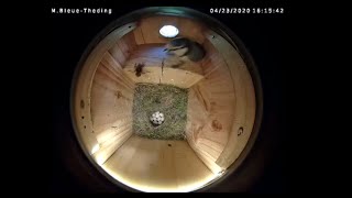 A hornet at the nesting box!