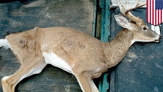 Zombie deer disease: Contagious brain-wasting disease could spread to humans next - TomoNews