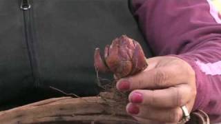 Gardening Tips : Care for a Stargazer Lily