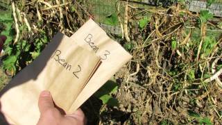 How to Save Bean Seeds for Planting and Dry Food - The Rusted Garden 2013