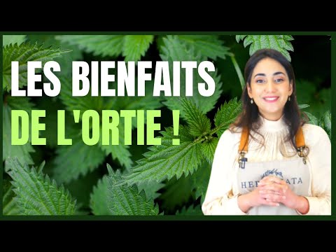 Les bienfaits de l'ortie : Détox, anti-inflammation, beauté et délices culinaires !