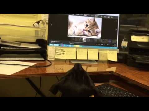 Dog Sufi g monkeys and kitties on web