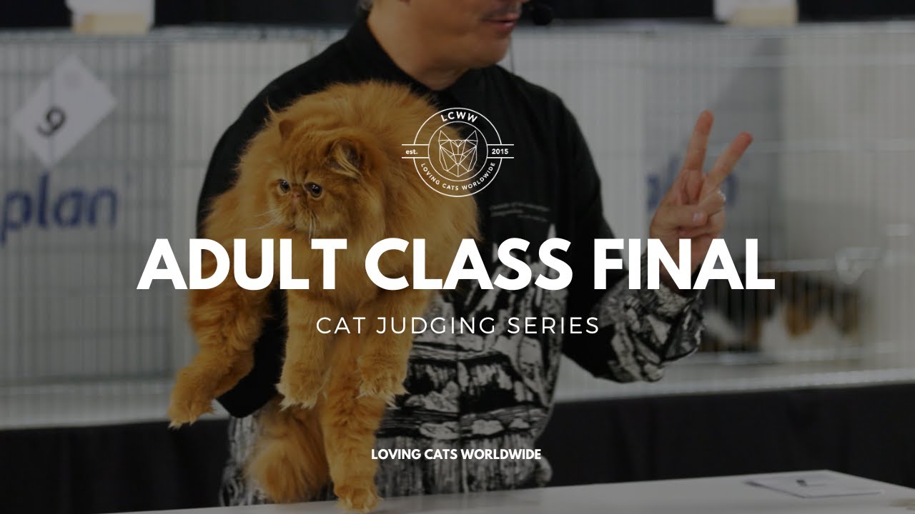 Cat judging: Adult Class Final from Stafford Cat Extravaganza 2023