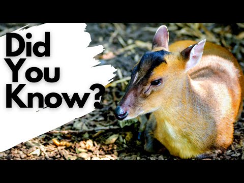 Things you need to know about MUNTJAC!