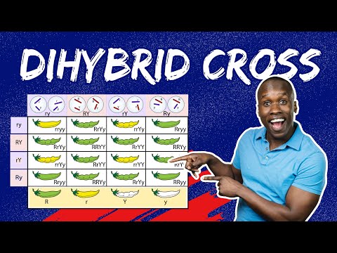 Master Dihybrid Crosses: The Step-by-Step Guide to Punnett Squares & Genetic Ratios