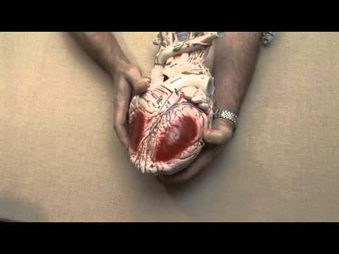 ECG Interpretation, Anatomy Of The Heart In 3d, Part 3-2