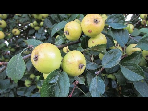 download lagu mp3 mp4 Where Can I Buy Crab Apples Uk, download lagu Where Can I Buy Crab Apples Uk gratis, unduh video klip Where Can I Buy Crab Apples Uk