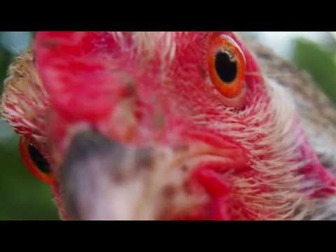 Chicken Attack (Matt Schickele)