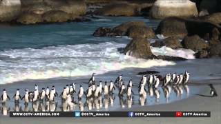 One African penguin's story highlights plight of endangered species
