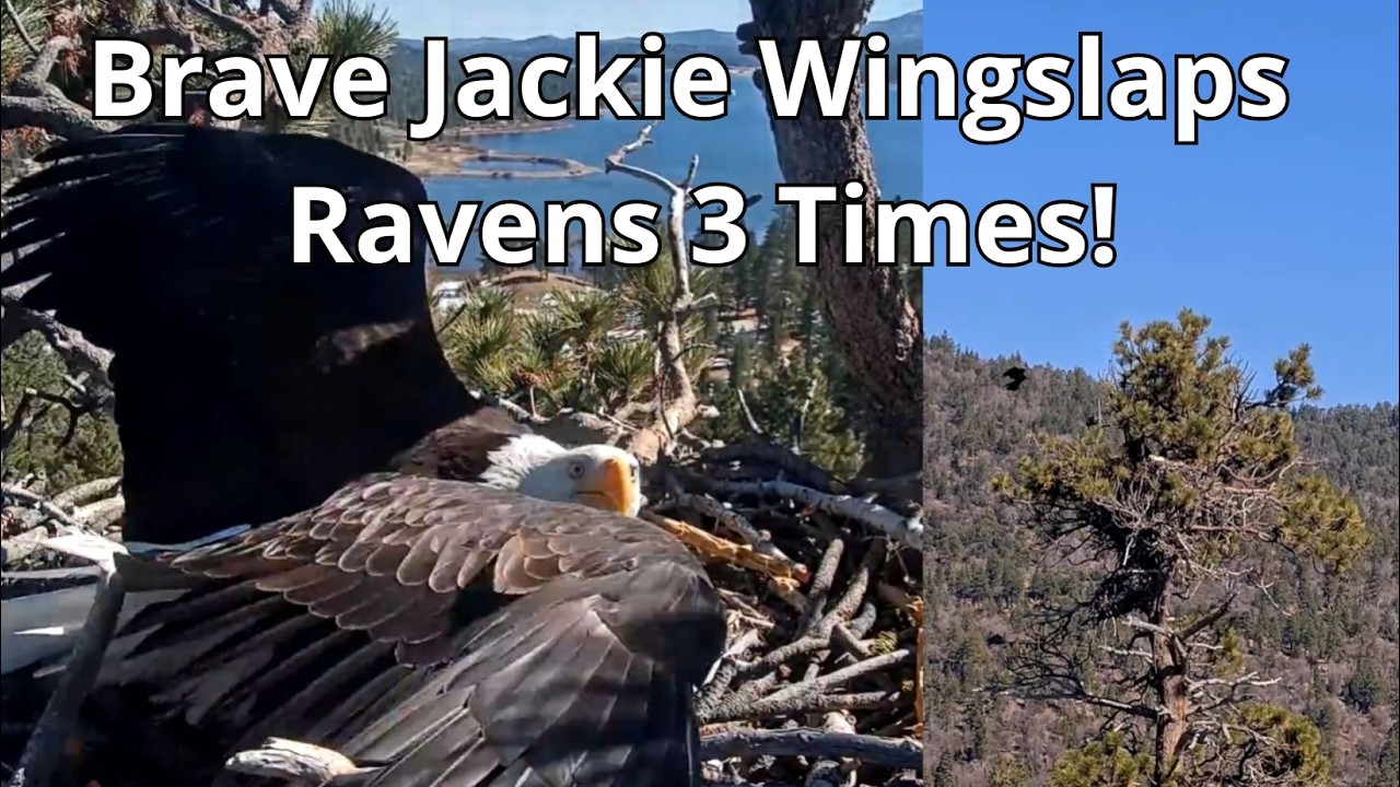 Wow! Brave Jackie🦅 Wingslaps a Persistent Raven a Few Times!💪 Shadow 🦅 Chases the Raven! Good Job!😍👍