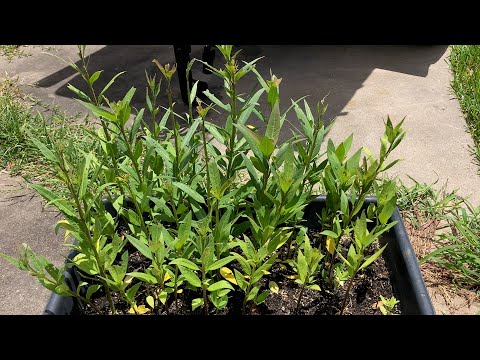 How To Grow Milkweeds From Seed - Secrets! - Proven Method! - Tips & Tricks!