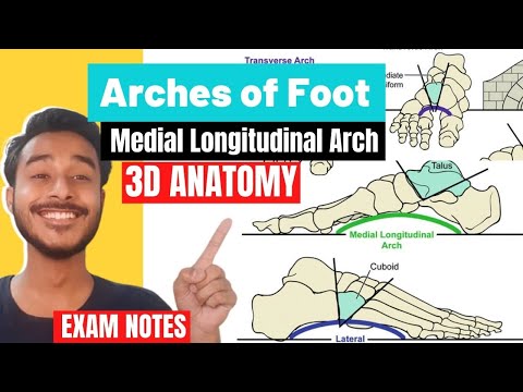 Arches Of Foot Anatomy 3D | Medial Longitudinal Arch Anatomy | lateral longitudinal arch of foot