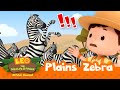Stop The STAMPEDE Of ZEBRAS Plains Zebra Leo The Wildlife Ranger Compilation