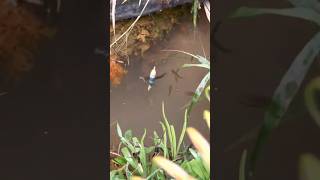 Download lagu Mancing ikan cupang alam di sungai perbukitan mp3