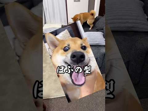 お前もボブになれ！杏寿郎！　#柴犬ロック　#柴犬ボブ
