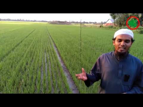 Modern Rice cultivation system: Logo System