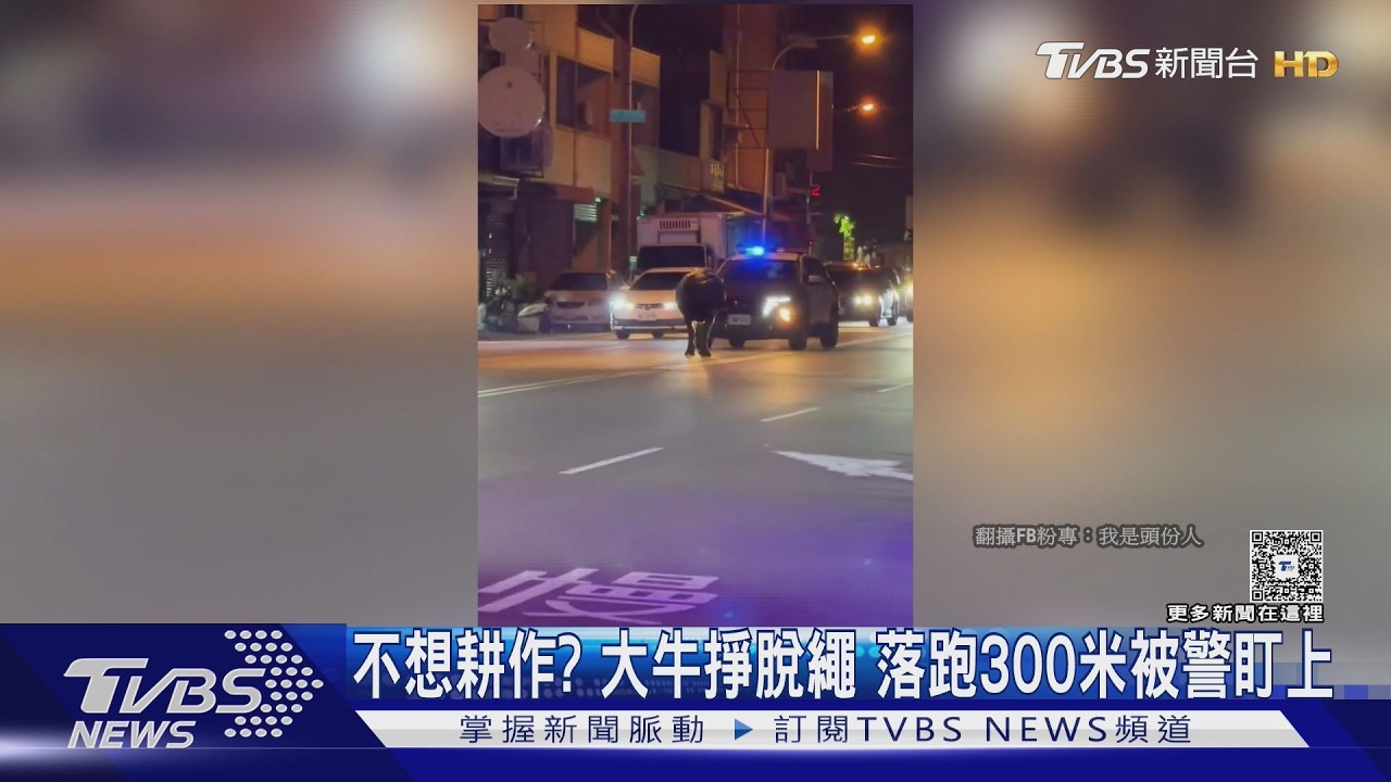 影音/大牛掙脫繩索「落跑300公尺」!巡邏車警戒 車流一度受阻