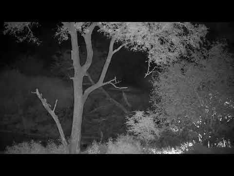 Djuma: Leopard-Molwati male quietly walks by cam and across the dam wall - 03:04 - 02/05/2023