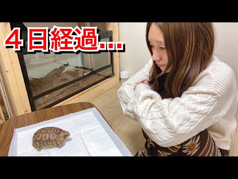 陸ガメの禁止餌