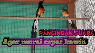 Download lagu Pancingan suara 1 Jam full, agar murai cepat kawin. mp3 Download lagu Pancingan suara 1 Jam full, agar murai cepat kawin. mp3