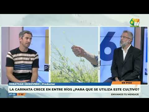 Crespo - Jonathan Grinovero - La carinata crece en Entre Rios