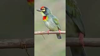 Download lagu BURUNG TAKUR mp3 Download lagu BURUNG TAKUR mp3