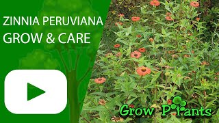 Zinnia peruviana – grow & care (Beautiful flowers Peruvian zinnia)