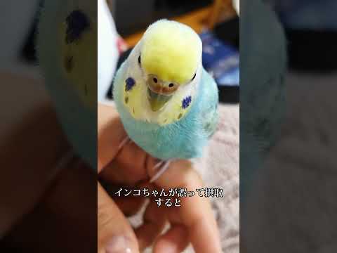 鳥に与えてはいけない食べ物は何ですか シジュウカラコマドリの好きな食べ物