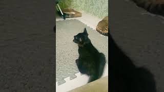 Download lagu kucing lagi santai.🙃 mp3