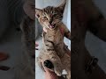 CATS SOUND Baby Cat Meowing