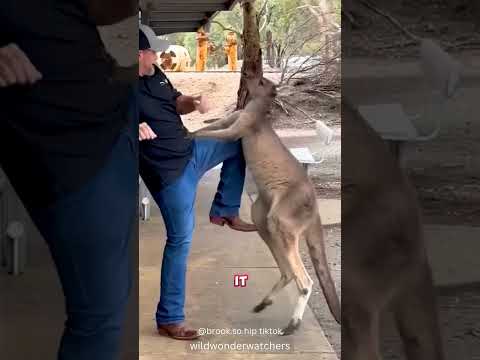 Feisty Kangaroo Attacks Tourists 😂