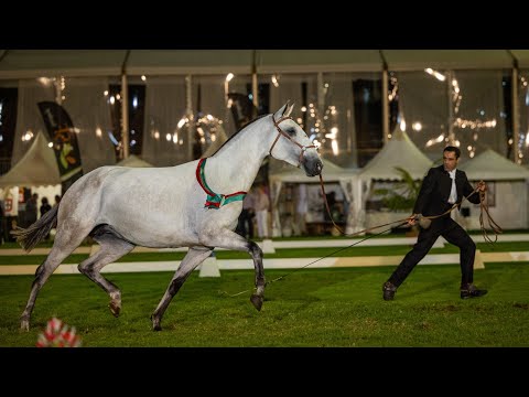 Oliva - ‘Female Champion in Hand’ at FIPSL 2021