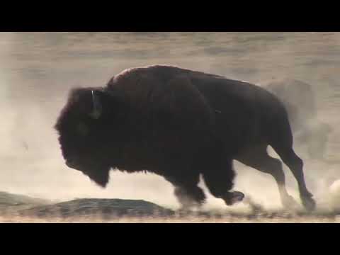 WORLD BISON DAY _ FAHMIDA OF GRADE IX