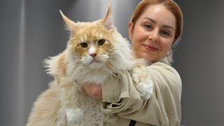 Biggest Cat I've Ever Groomed...Biggest Baby Too MQDEFAULT Thumbnail