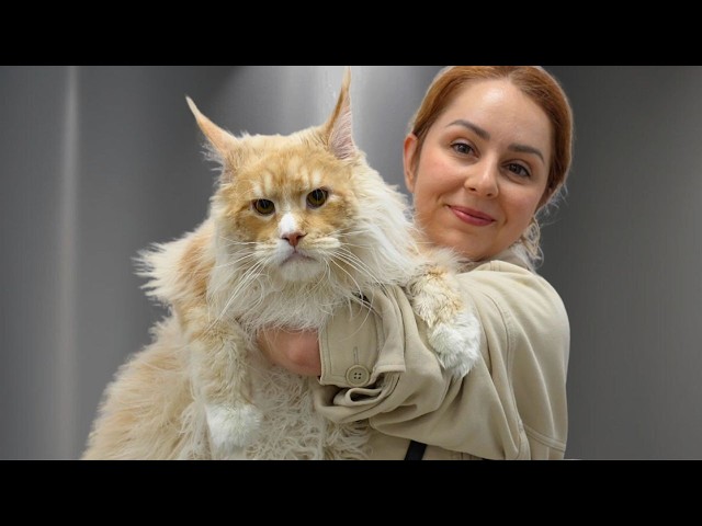 Biggest Cat I've Ever Groomed...Biggest Baby Too SDDEFAULT Thumbnail