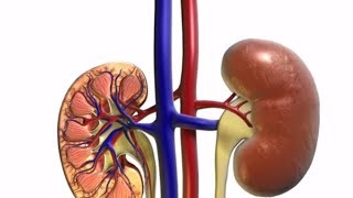 How to Have HEALTHY Kidneys for LIFE | Protecting Kidney Health