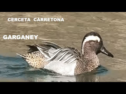 CERCETA CARRETONA | GARGANEY | Anas querquedula