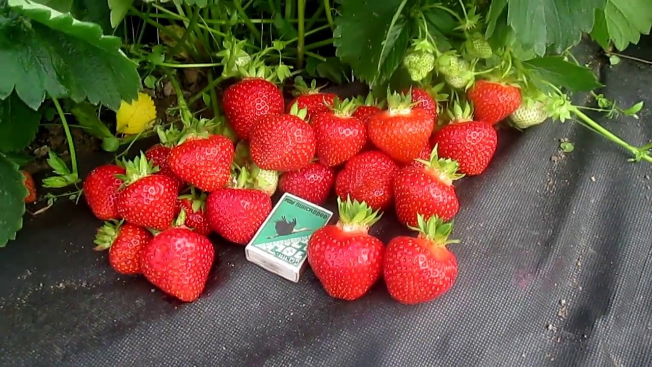 Саженцы клубники сорт Элиане  купить в России и Беларуси