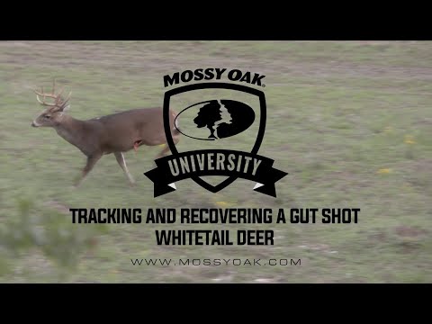 Tracking A Gut Shot Deer