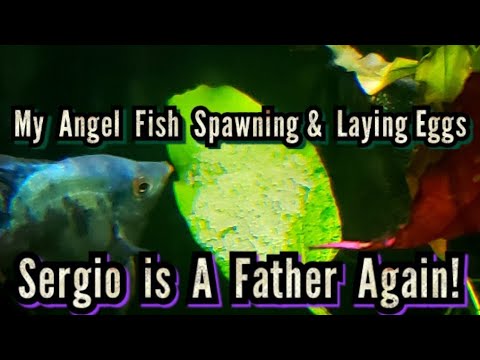 Angel Fish Spawning & Laying Eggs on Video! How My Smokey Blue Angels & Turkish Green Angels Breed