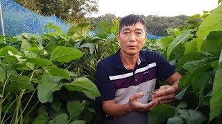 토종서리태 꽃피고 콩깍지가 생기기 시작 하였습니다. 노린재벌레 방제 철저히 해주세요.