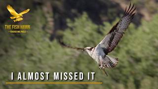 I Almost Missed the Shot of the Year | Filming Osprey on the San Juan