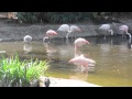 Flamingos At San Diego Zoo Safari Park